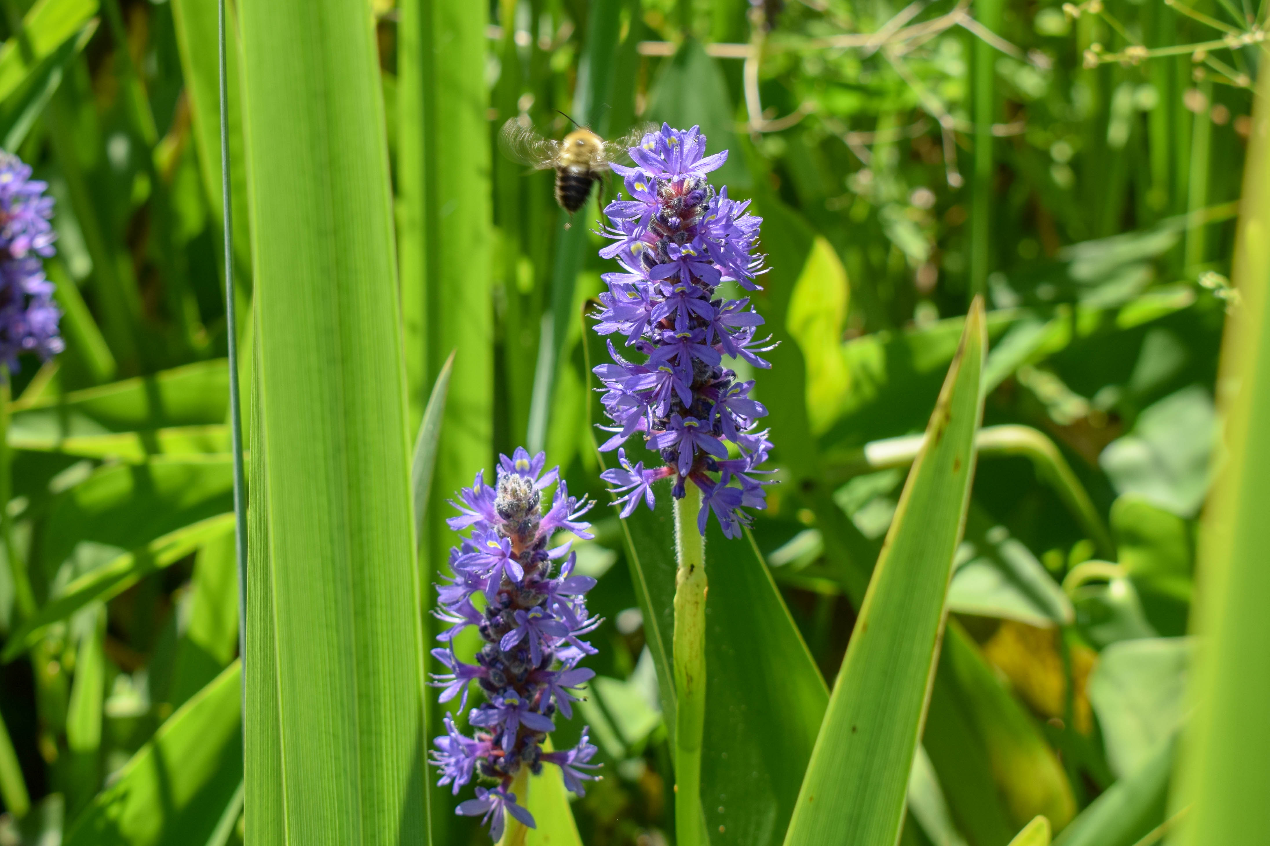 Pickerel Rush (Pontederia cordata) Splash Plants