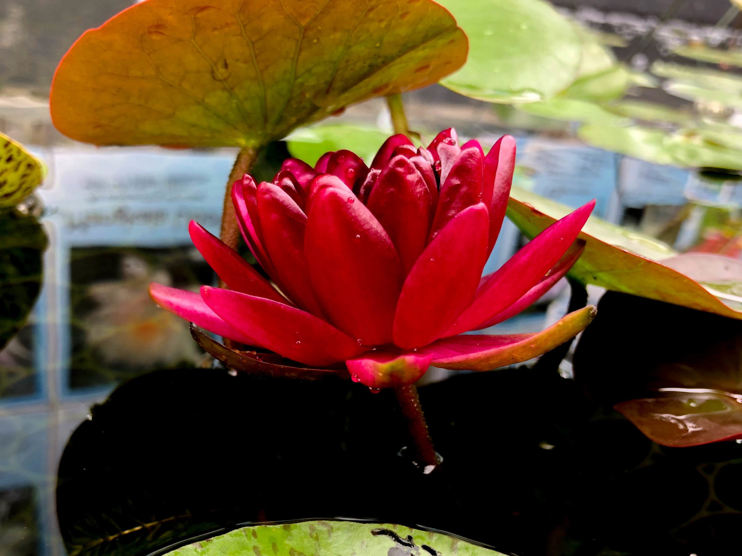 Red Water Lily Nymphea Burgundi Princess Beautiful Water Plant for Pond Decoration 