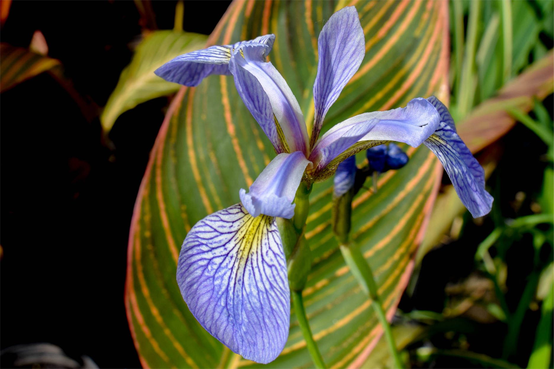 Blue Flag Iris – Splash Plants