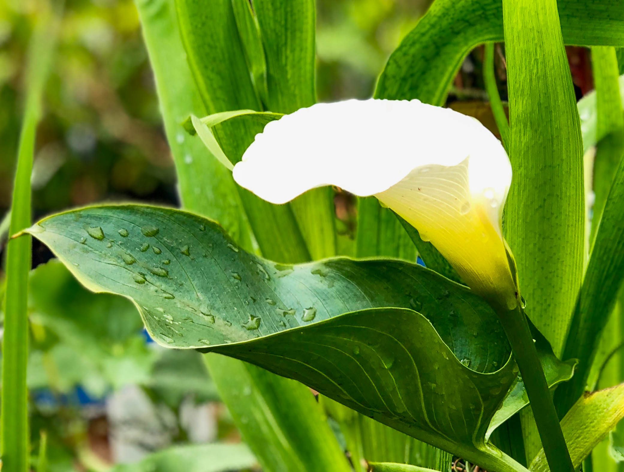 Common White Calla Lily Splash Plants