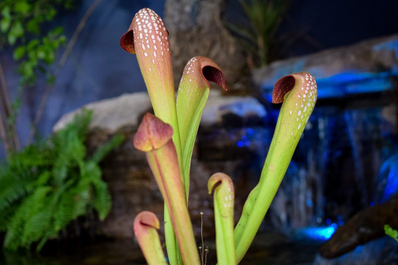Carnivorous plants aren't as cool as you think