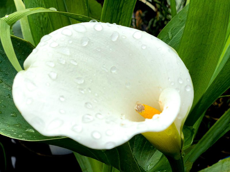 Common White Calla Lily – Splash Plants