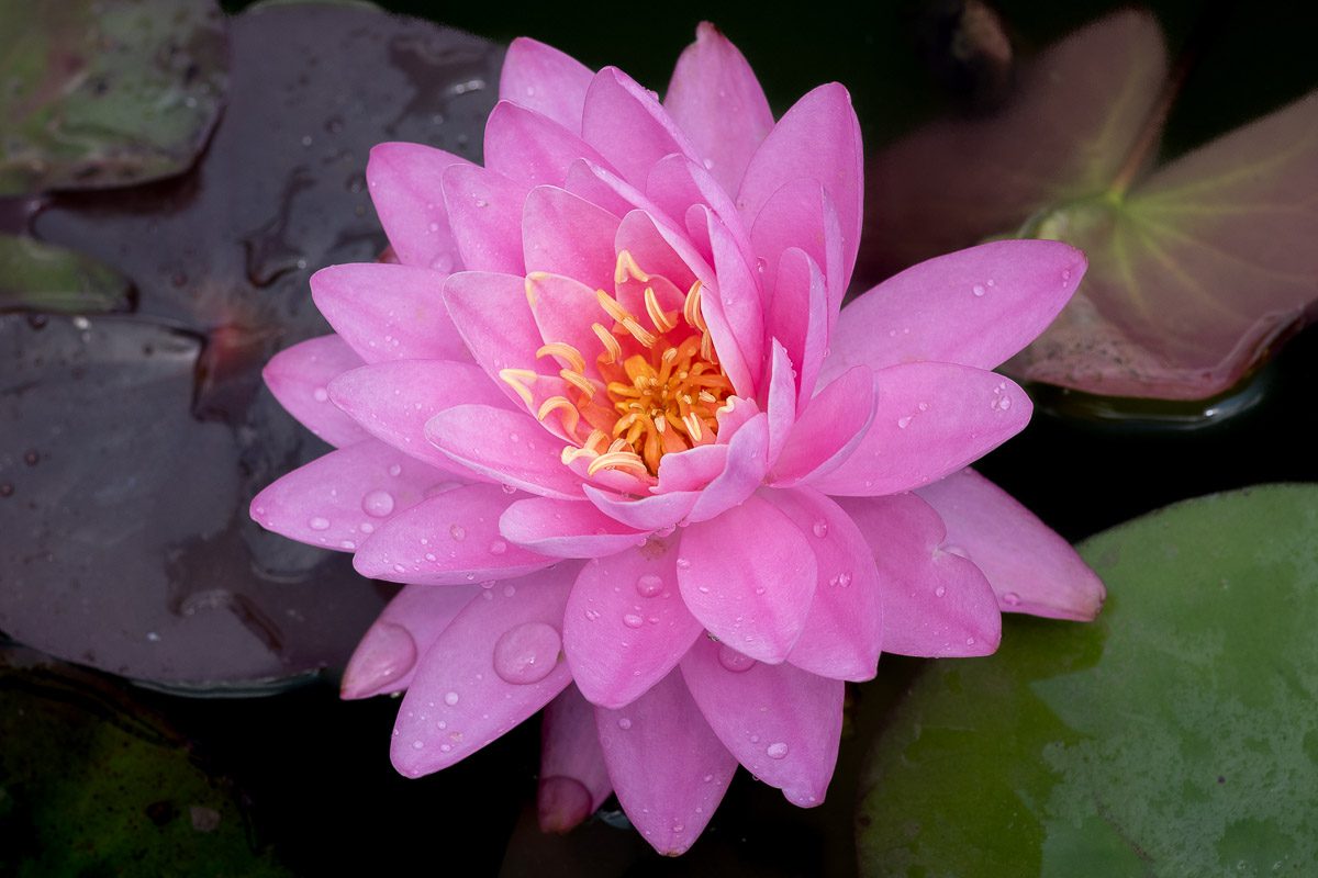 Opal Perry Perry's Fire Opal Hardy Waterlily - Splash Plants